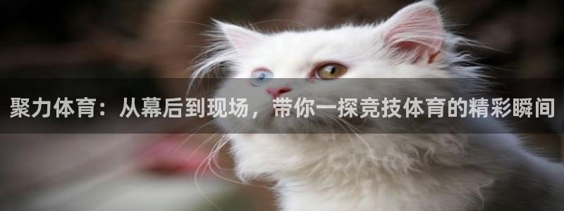 so米体育直播吧：聚力体育：从幕后到现场，带你一探竞技体育的精彩瞬间